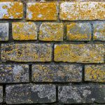 brick wall with mold